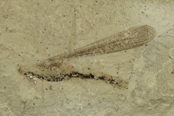 Fossil Grasshopper (Orthoptera) With GI Trace - Colorado #243387